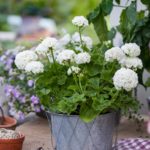 Kronprinsesse-Mary-arets-pelargon-2017