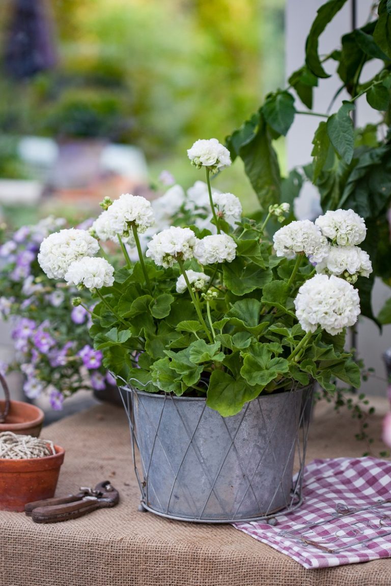 Kronprinsesse-Mary-arets-pelargon-2017