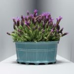 Waldemarsuddekrukan i ny design