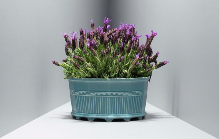 Waldemarsuddekrukan i ny design