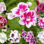 pelargoner samling