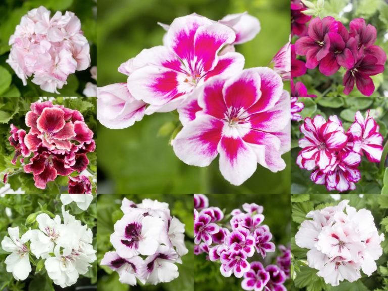 pelargoner samling