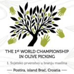 championship_olive_picking (2)