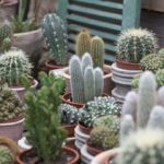 kaktusar blomsterlandet