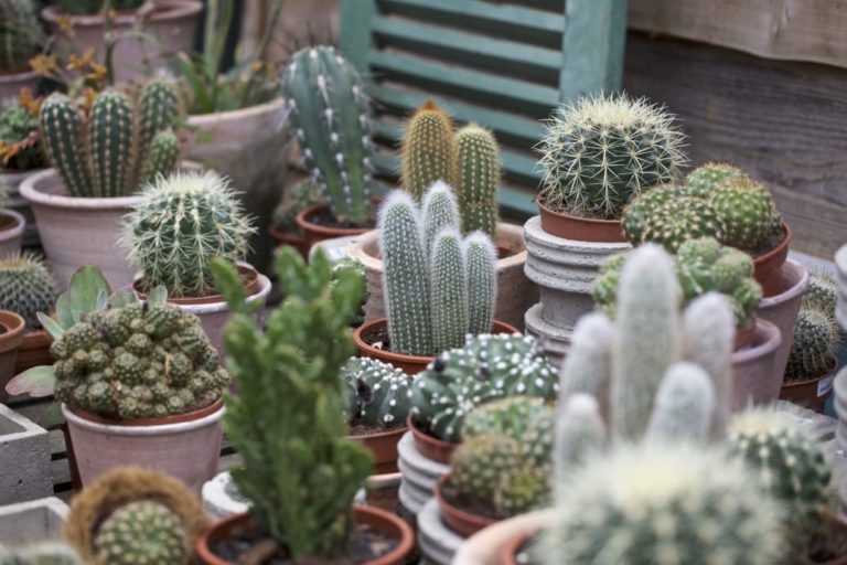 kaktusar blomsterlandet