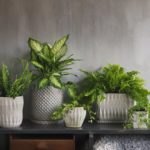 blomsterfrämjandet grönt