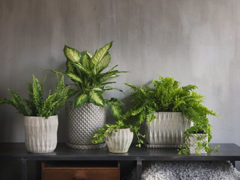 blomsterfrämjandet grönt