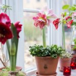 amaryllis blomsterfrämjandet lena granefelt