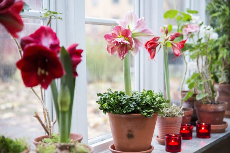 amaryllis blomsterfrämjandet lena granefelt