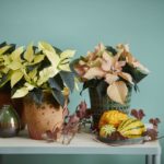 julstjärnor liggande