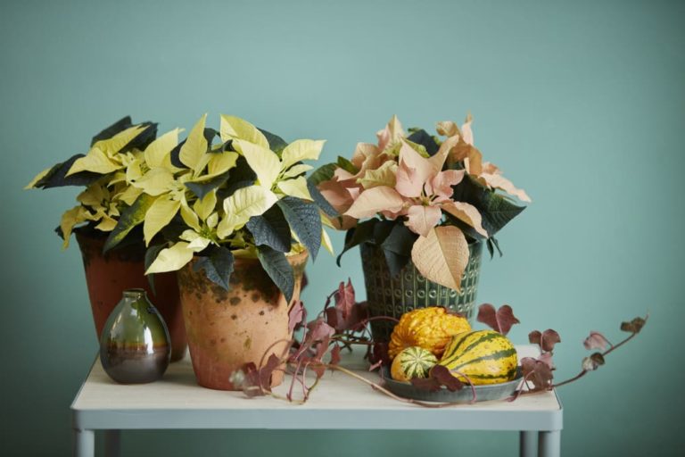 julstjärnor liggande