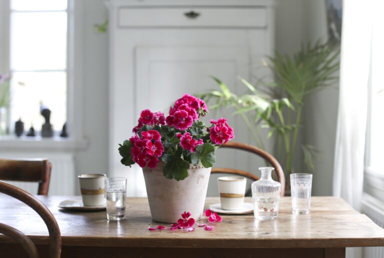 Årets pelargon 2020