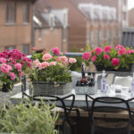 2018_Geraniums_in_the_City_34