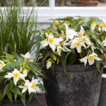 Aretssommarblomma2020_BegoniaSummerwings_vit_foto_annikasnaturligating (12)