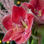 Christmas 2020 - Glamour