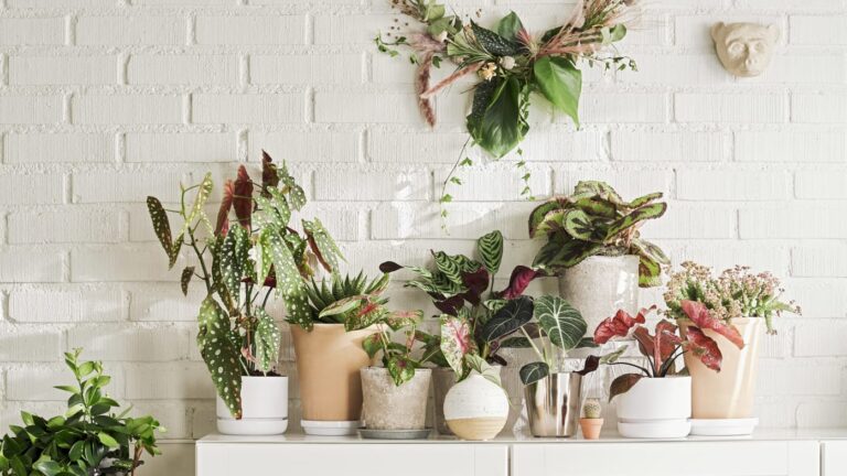 växter trender 2021