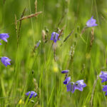 Foto: Mats Wilhelm / Naturfotograferna / IBL Bildbyrå