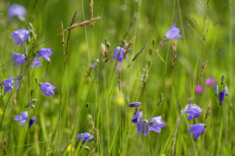 Foto: Mats Wilhelm / Naturfotograferna / IBL Bildbyrå