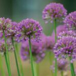 Årets perenn Trädgårdskantlök