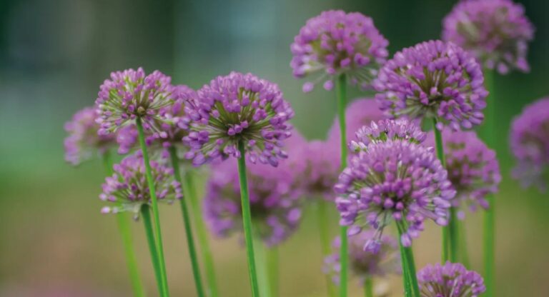 Årets perenn Trädgårdskantlök