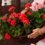 årets pelargon foto Lina Arvidsson