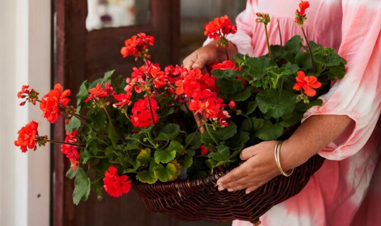 årets pelargon foto Lina Arvidsson