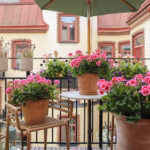 årets pelargon hilma