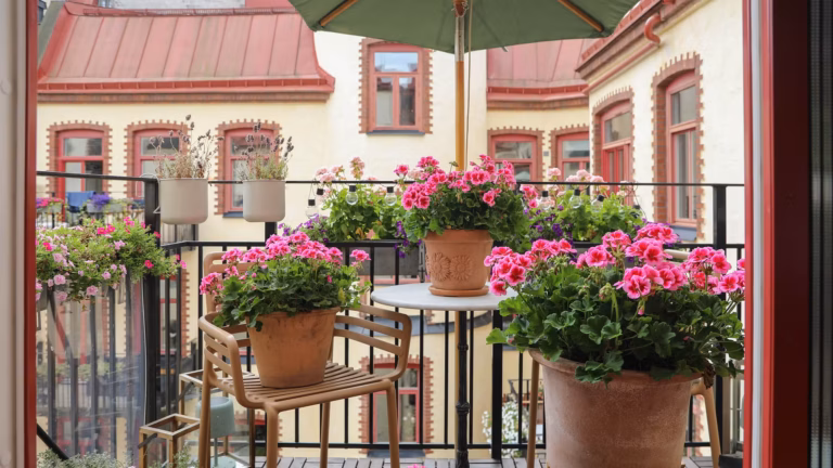 årets pelargon hilma